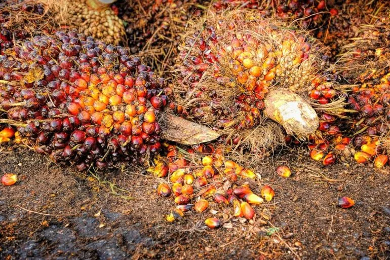 Đặc điểm của hợp đồng dầu cọ thô là gì?
