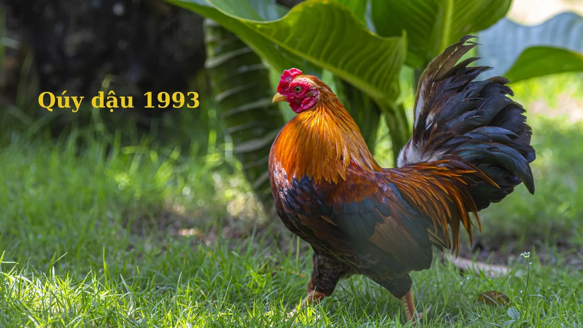 Tuổi Quý Dậu 1993 sao nào chiếu mệnh trong năm 2025?