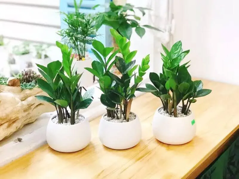 Tuổi Giáp Dần 1974 trồng cây gì hợp phong thủy?