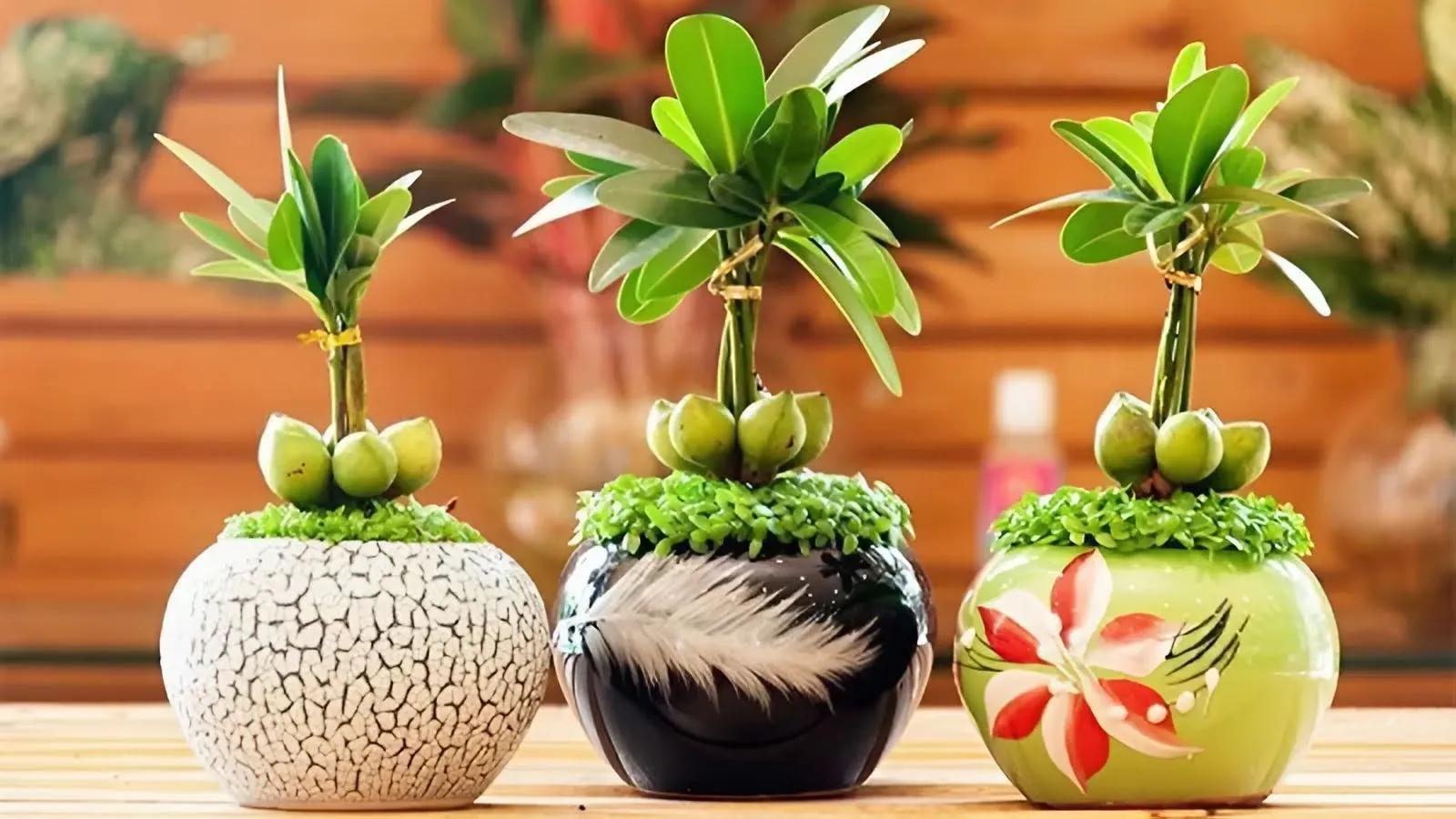 Tuổi Tân Dậu 1981 trồng cây gì hợp phong thủy?