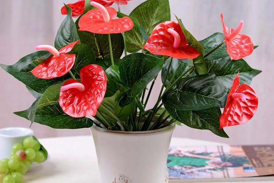 Tuổi Giáp Thìn 1964 trồng cây gì hợp phong thủy?