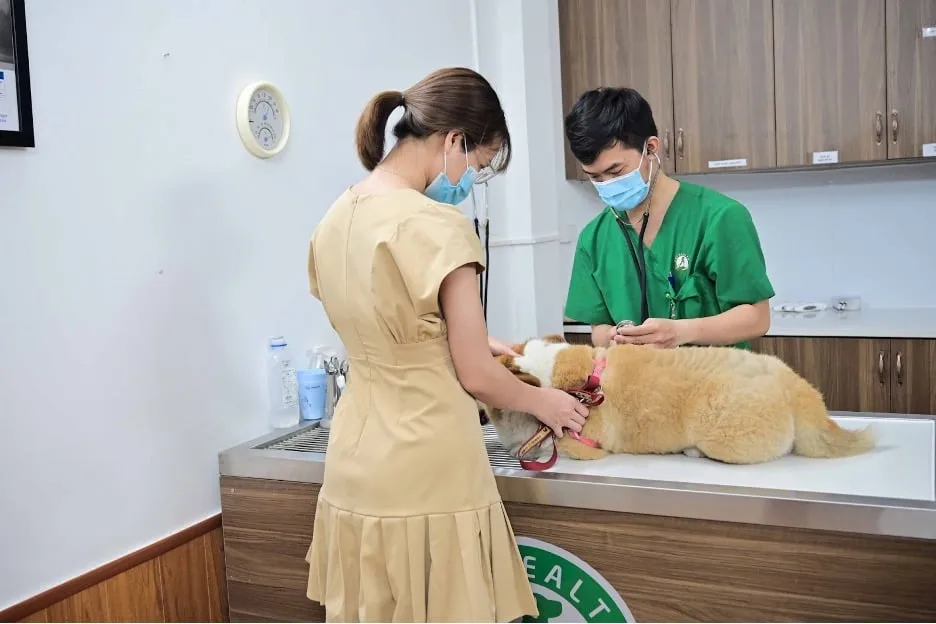 Gần chung cư An Bình Plaza quận Nam Từ Liêm có phòng khám thú y không?