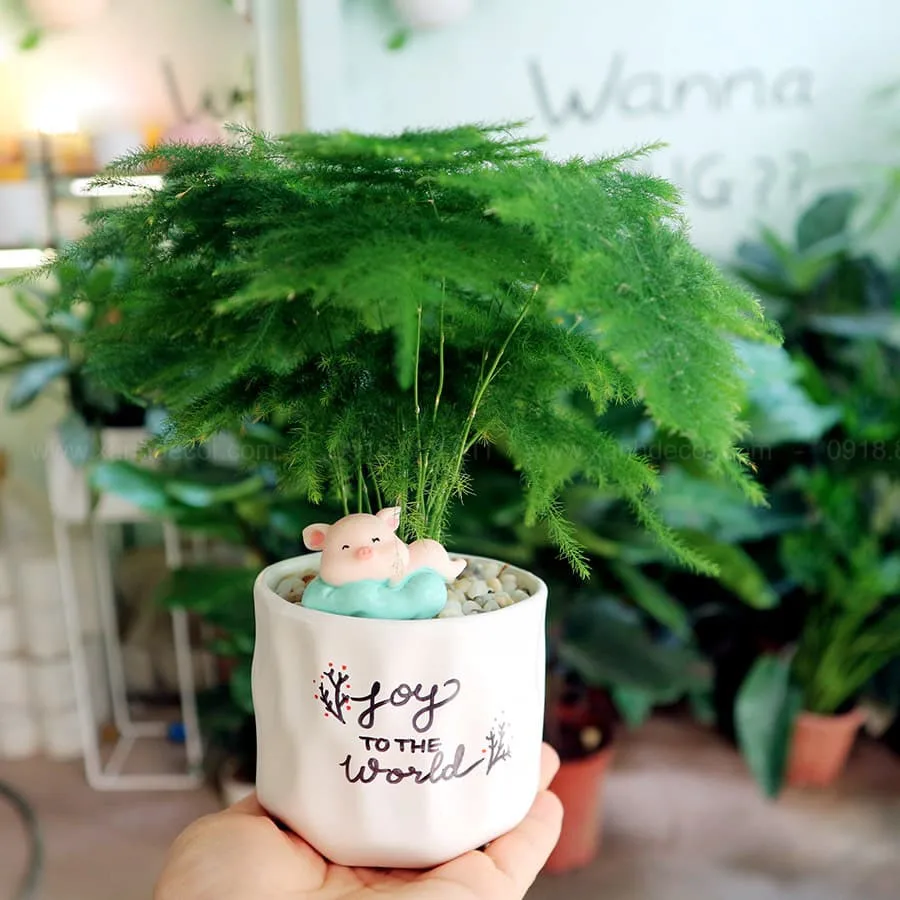 Trồng cây thủy tùng vừa giúp thanh lọc không khí vừa tăng vẻ đẹp căn hộ