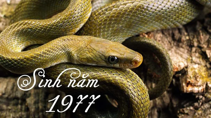Tuổi Đinh Tỵ 1977 nữ mạng nên lựa chọn tuổi nào để làm ăn, kết duyên?