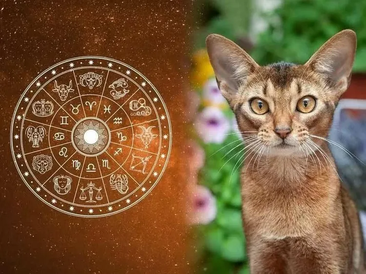 Hạn Ngũ Mộ ảnh hưởng gì tới cuộc sống của nam mạng Đinh Mão 1987?