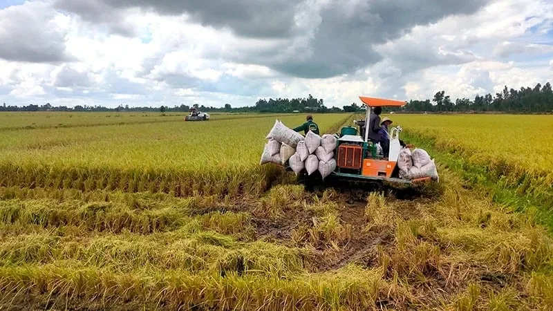 Thị trường lúa gạo Việt Nam có đủ khả năng đáp ứng nhu cầu nhập khẩu của thế giới trong năm 2024 không?