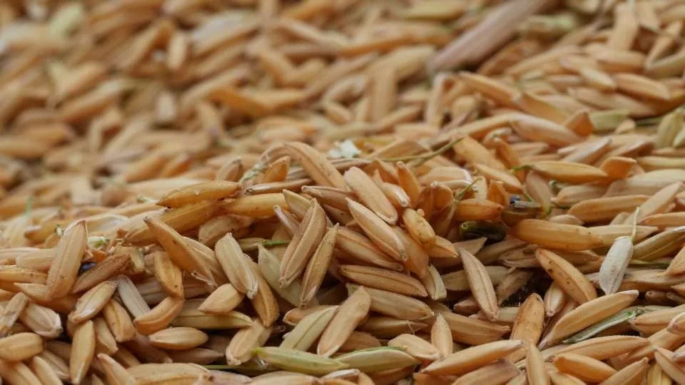 Hợp đồng tương lai gạo thô trong thị trường lúa gạo được hiểu như thế nào?