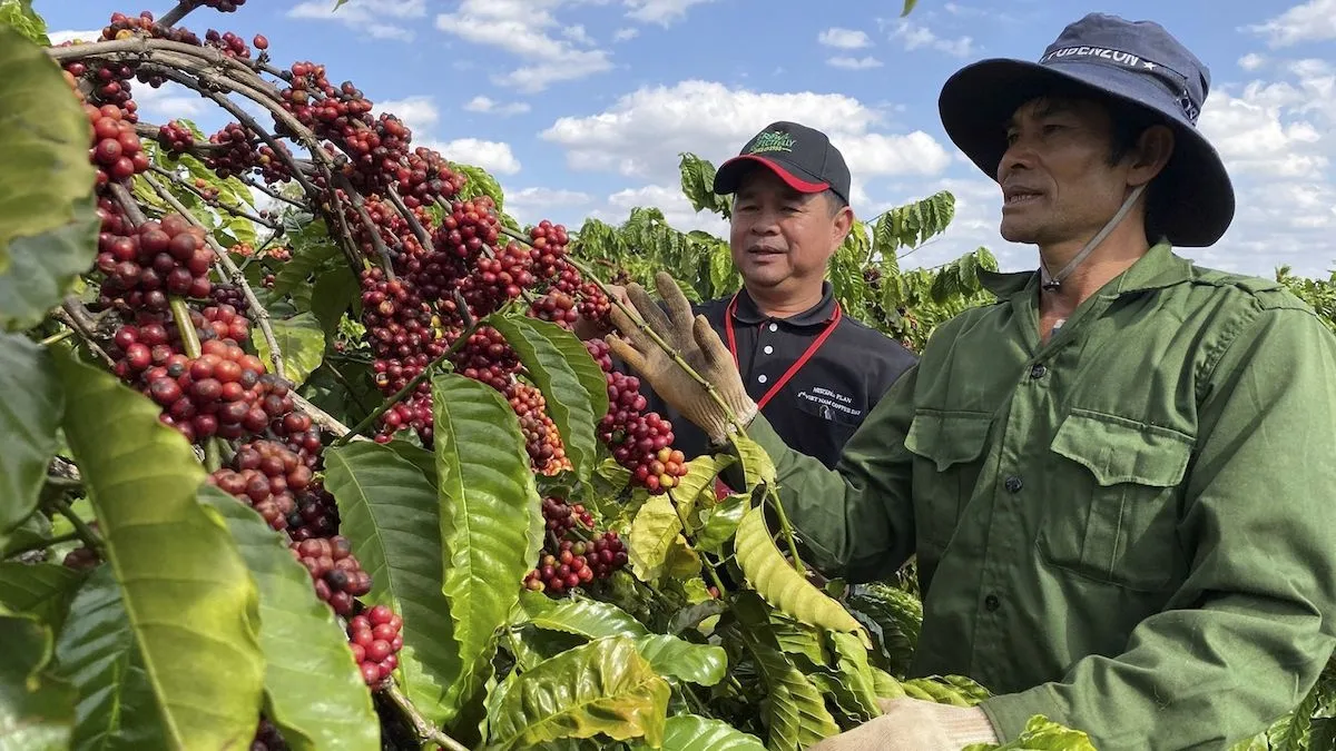 Những yếu tố pháp luật nào ảnh hưởng tới giá cà phê xuất khẩu?