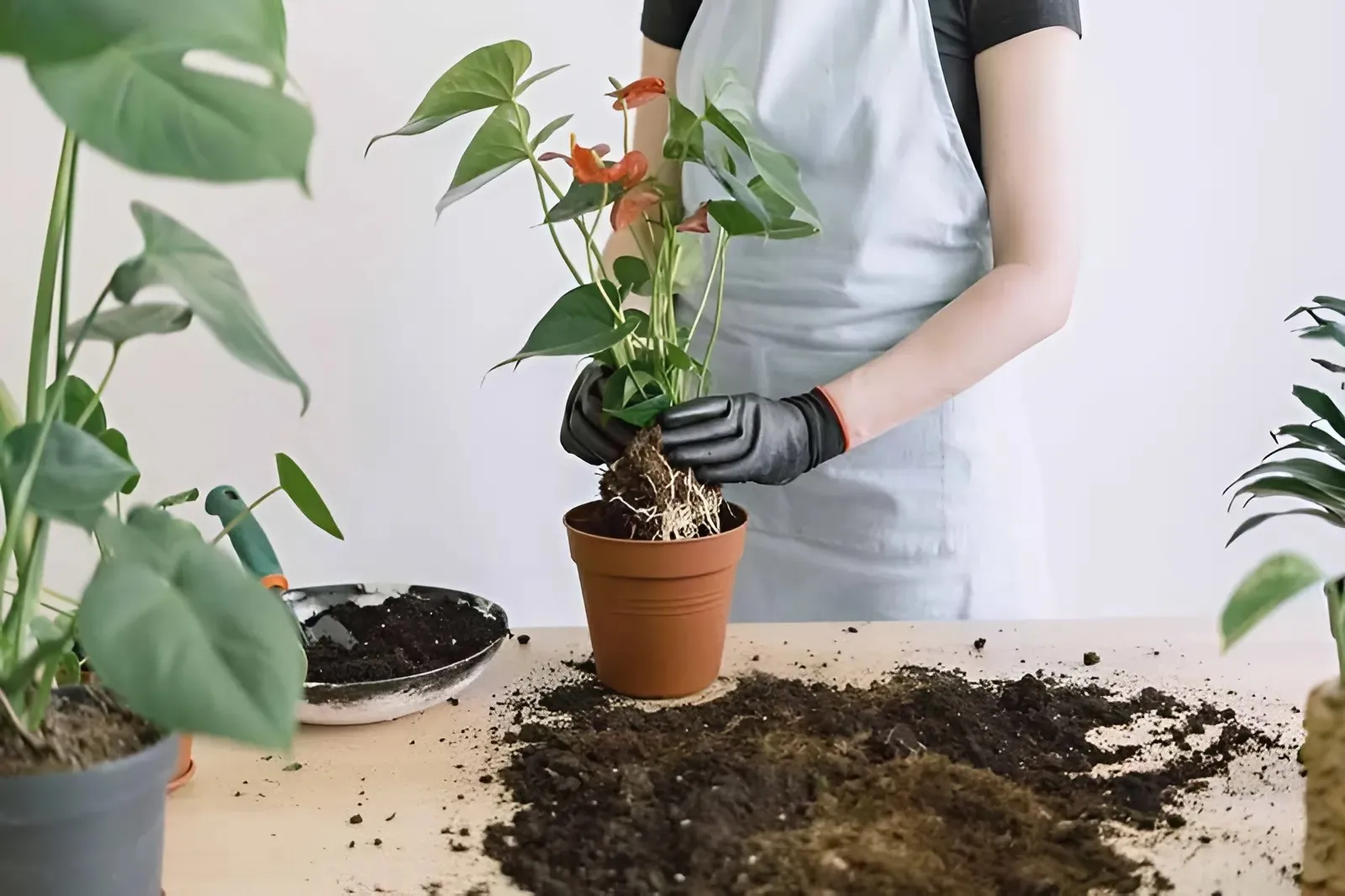 Tiêu chuẩn về đất trồng cây cảnh trong nhà là như thế nào?