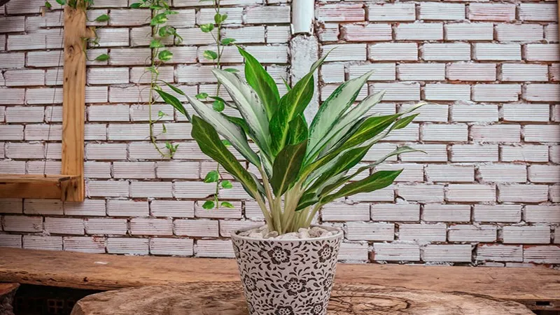 7 cây phong thủy người mệnh Hỏa nên trồng trong nhà chung cư