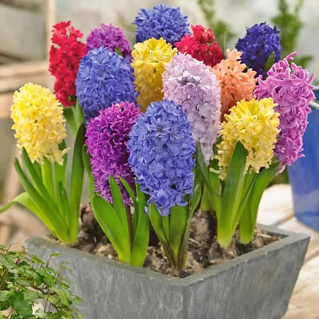 3 loại hoa không nên bày trong nhà chung cư chưng kẻo ảnh hưởng phong thủy