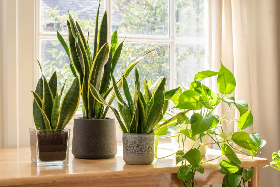 Gợi ý 5 loại cây cảnh phù hợp đặt trong nhà tắm, vừa xanh mát vừa giúp lọc không khí