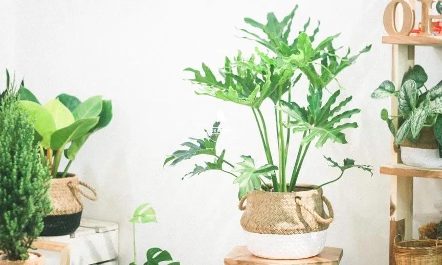 Gợi ý 5 cách chống nóng sân thượng hiệu quả trong những ngày hè