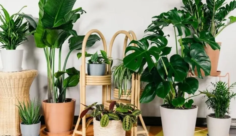 Gia chủ muốn trồng cây trong nhà để hạ nhiệt mùa hè cần nắm rõ điều gì?
