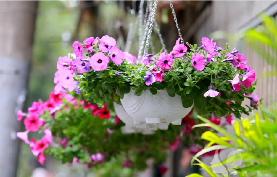 9 loại hoa nở quanh năm gia chủ nên trồng ở ban công