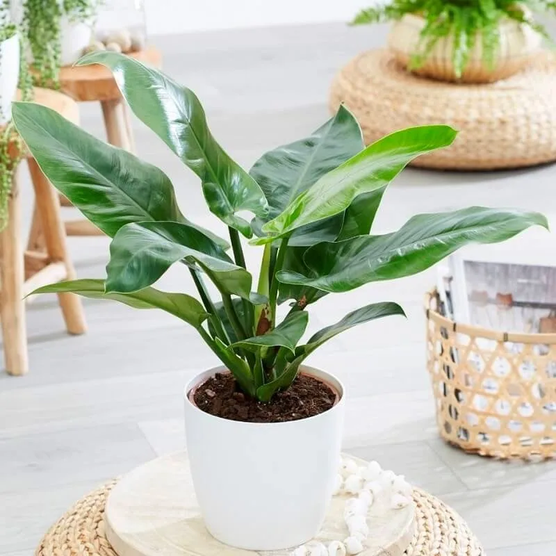 Gia chủ tuổi Tí nên để cây gì trong nhà để vừa hợp phong thủy vừa giúp hạ nhiệt mùa hè?