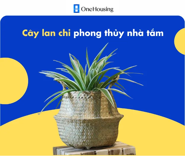 4 loại cây cảnh phong thủy đặt trong phòng tắm nhà chung cư giúp lọc không khí