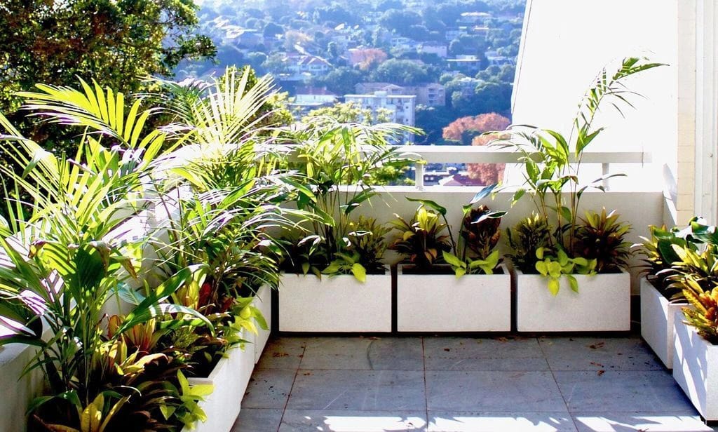Nằm lòng các nguyên tắc quan trọng khi trồng cây trong căn hộ chung cư