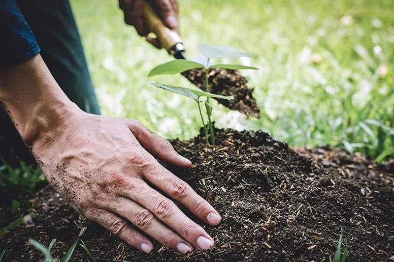 Các bước cần thiết để chuẩn bị đất và chậu trồng cây cảnh ngoài trời là gì?