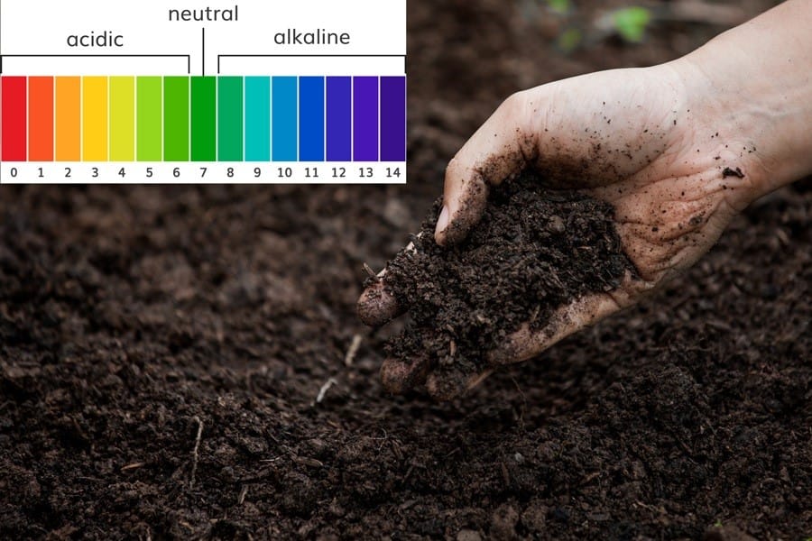 Cách điều chỉnh pH của đất cho phù hợp với từng loại cây cảnh?