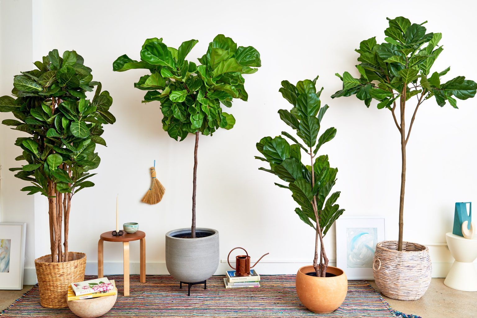 Gia chủ tuổi Ngọ nên để cây gì trong nhà để vừa hợp phong thủy vừa giúp hạ nhiệt mùa hè?